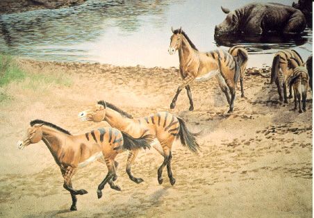 pliohippus.jpg